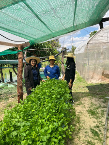 ส่งเสริมอาชีพเสริมการปลูกผักปลอดภัยในเขตพื้นที่นิคมสหกรณ์พนา พารามิเตอร์รูปภาพ 1