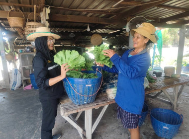 ส่งเสริมอาชีพเสริมการปลูกผักปลอดภัยในเขตพื้นที่นิคมสหกรณ์พนา พารามิเตอร์รูปภาพ 2
