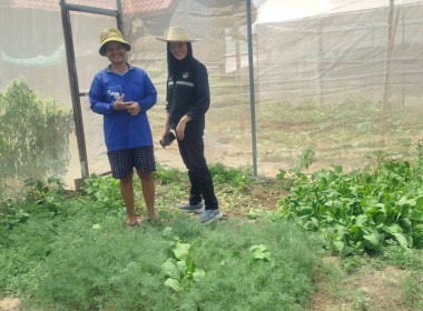 ส่งเสริมอาชีพเสริมการปลูกผักปลอดภัยในเขตพื้นที่นิคมสหกรณ์พนา พารามิเตอร์รูปภาพ 1
