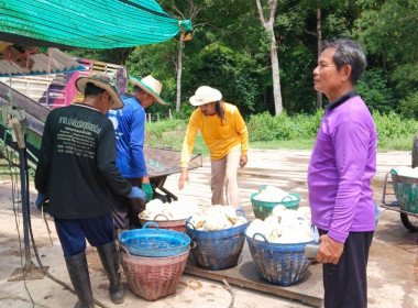 แนะนำการดำเนินธุรกิจรวบรวมยางพารา ... พารามิเตอร์รูปภาพ 4