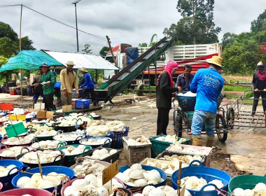 ธุรกิจการรวบรวมยางพารากลุ่มเกษตรกรชาวสวนยางอำเภอหัวตะพาน พารามิเตอร์รูปภาพ 3