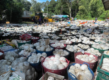 ธุรกิจการรวบรวมยางพารา กลุ่มเกษตรกรชาวสวนยางอำเภอหัวตะพาน พารามิเตอร์รูปภาพ 9