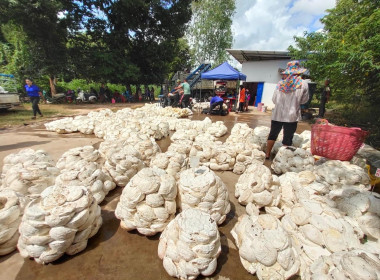 ติดตามการรวบรวมยางพาราของสหกรณ์และกลุ่มเกษตรกรเครือข่ายอำเภอเสนางคนิคม ... พารามิเตอร์รูปภาพ 1