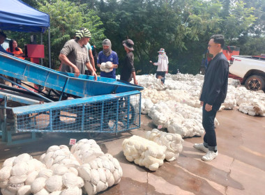 ติดตามการรวบรวมยางพาราของสหกรณ์และกลุ่มเกษตรกรเครือข่ายอำเภอเสนางคนิคม ... พารามิเตอร์รูปภาพ 5